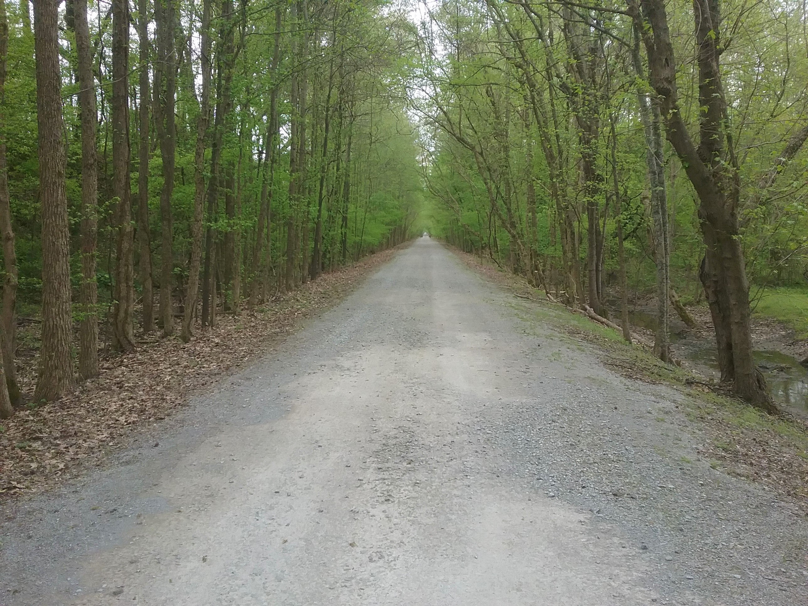 Delta Heritage Trail running over its straight and flat course for as far as the viewer can see. Trees line both sides of the trail in this image. 